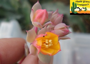 Echeveria derenbergii