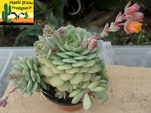 Echeveria derenbergii