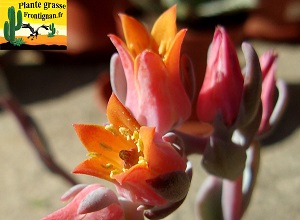 Echeveria desmetiana