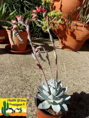 Echeveria desmetiana