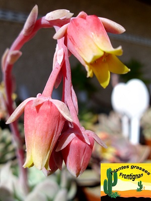 Echeveria elegans