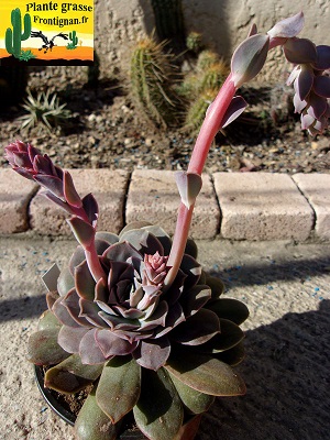 Echeveria eurychlamys