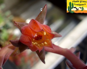 Fleur orange de Echeveria fimbriata