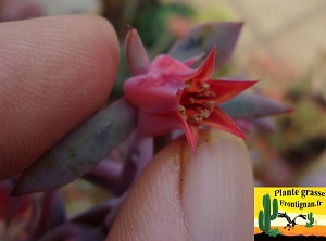 Echeveria fulgens var fulgens