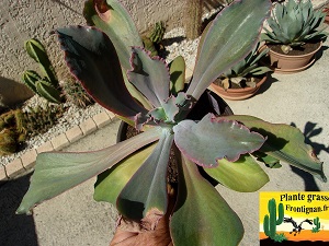 Echeveria fulgens var fulgens