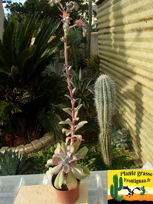 Echeveria fulgens var fulgens