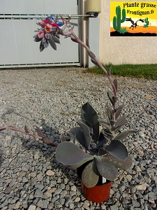 Echeveria gibbiflora Rio Grande