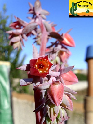 Echeveria gibbiflora