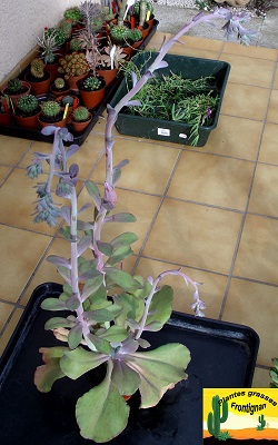 Echeveria gibbiflora