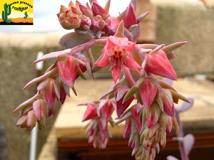 Echeveria gigantea Scott Haselton