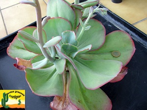 Echeveria gigantea Scott Haselton