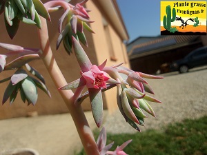 Echeveria gigantea