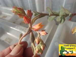 Echeveria guerrerensis