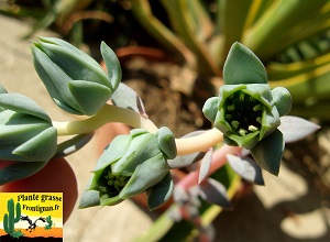 Echeveria heterosepala