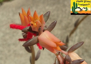 Echeveria humilis Rancho Quemado