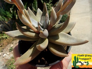 Echeveria humilis