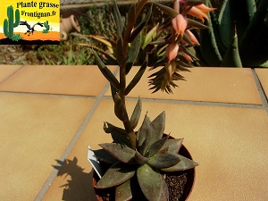 Echeveria humilis