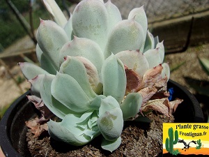 Echeveria hyalina