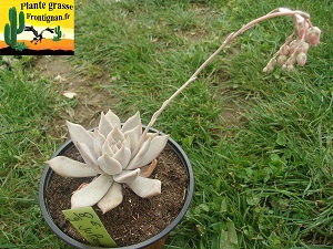 Echeveria juliana