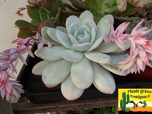 Echeveria laui