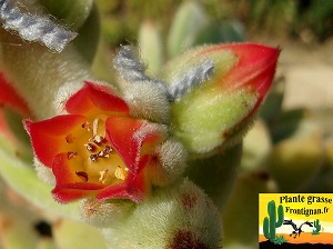 Echeveria leucotricha