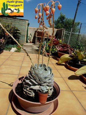 Echeveria lilacina fleur