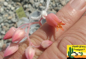 Echeveria lilacina