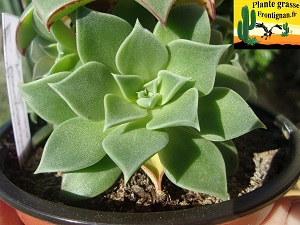 Echeveria longissima var aztatlensis Santa Maria Yolotepec