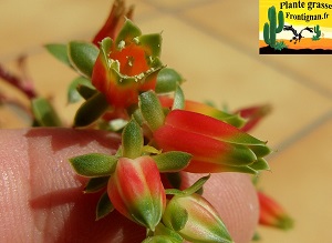 Echeveria longissima var brachyantha