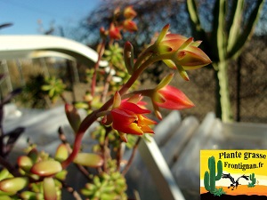 Echeveria macdougallii forme sedoides fleur