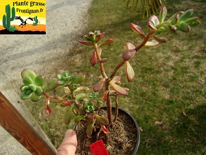 Echeveria macdougallii Lachiguiri