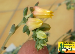 Echeveria minima