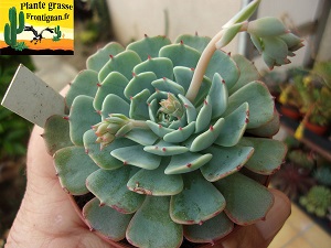 Echeveria minima