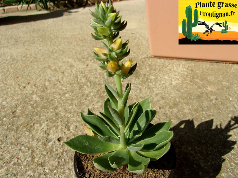 Echeveria mucronata