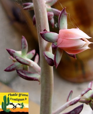 Echeveria nodulosa Maruba Benitsukasa