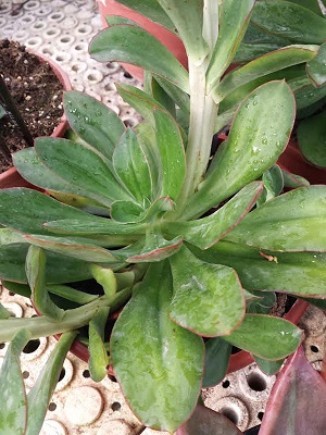 Echeveria nodulosa