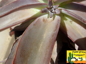 Echeveria novogaliciana