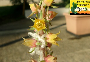 Echeveria nuda fleur rose et jaune