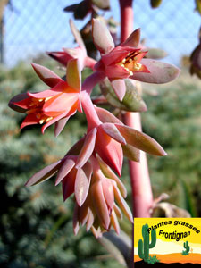 Echeveria pallida