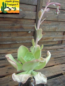 Echeveria pallida