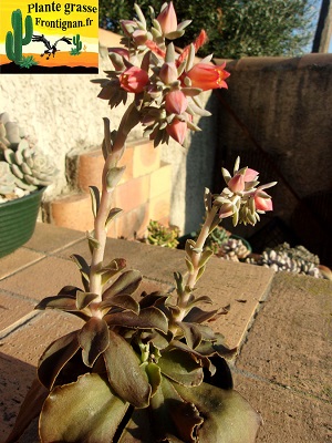 Echeveria perezcalixii