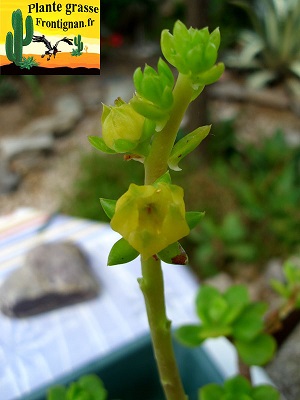 Echeveria pringlei Parva