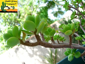 Echeveria pringlei Parva