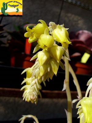 Echeveria pulidonis