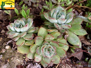 Echeveria pulidonis