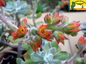 Echeveria pulvinata var frigida