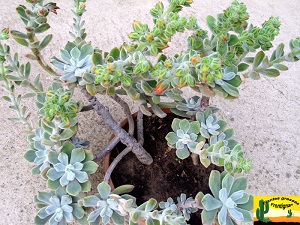 Echeveria pulvinata var frigida