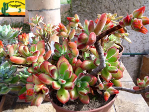 Echeveria pulvinata