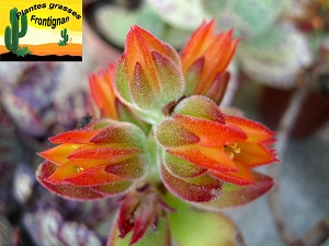 Echeveria pulvinata fleur