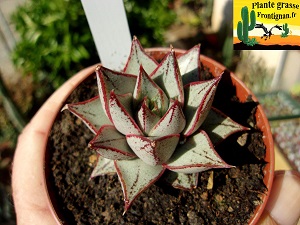 Echeveria purpusorum